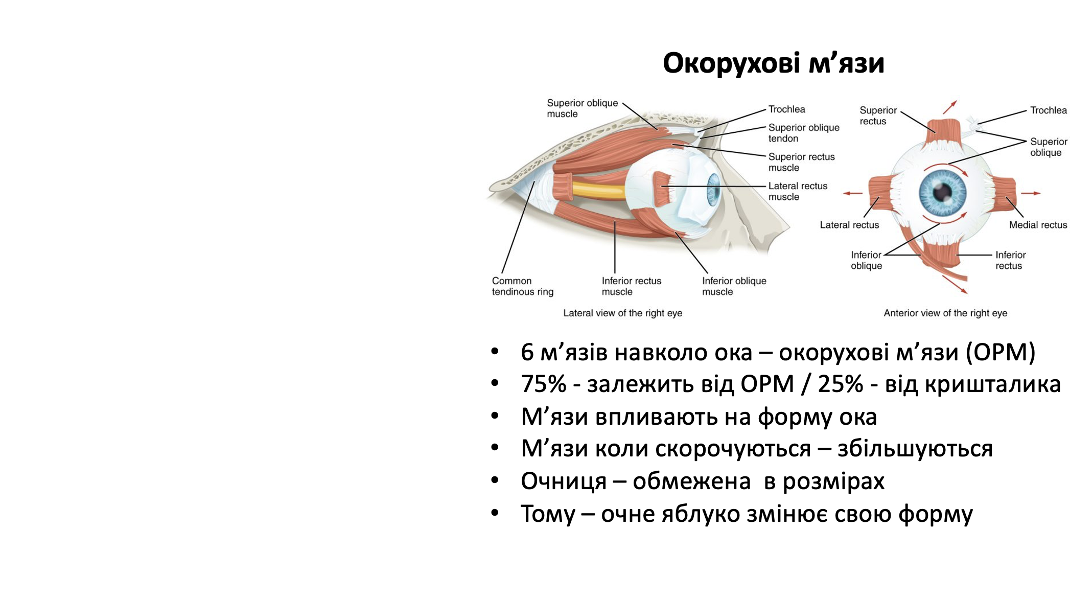 eye-3