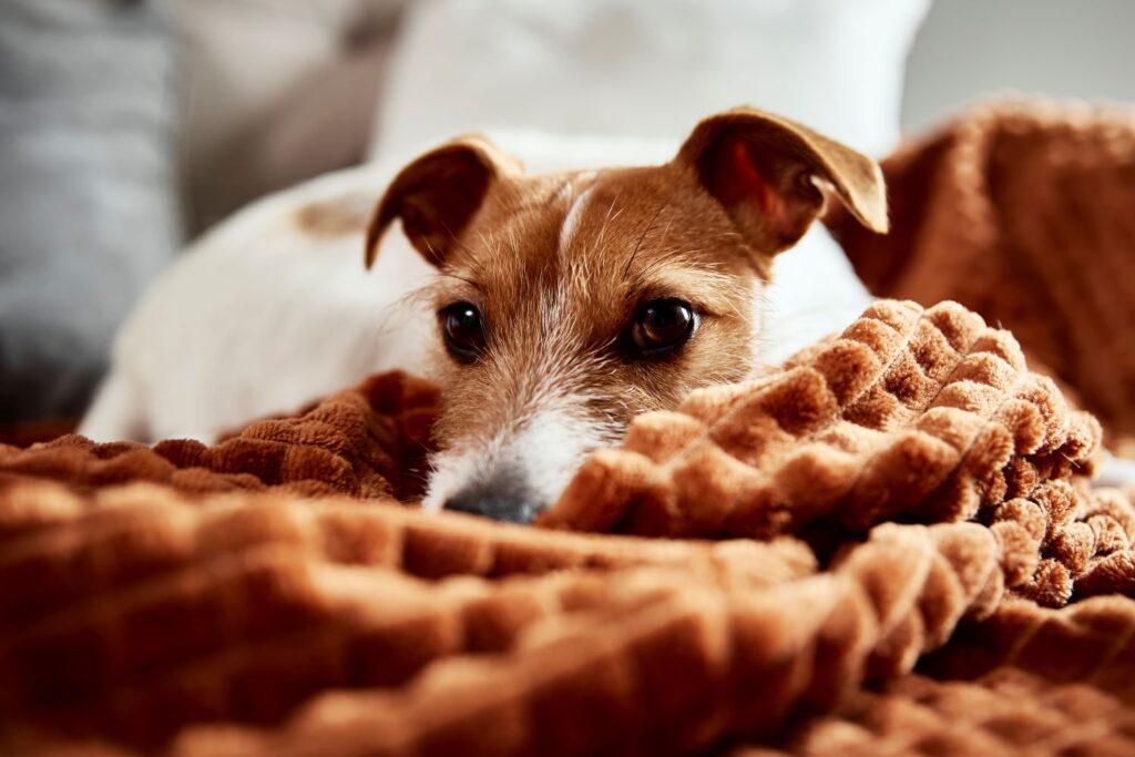 dog-lazing-on-couch-2023-11-27-05-31-06-utc-1024x683
