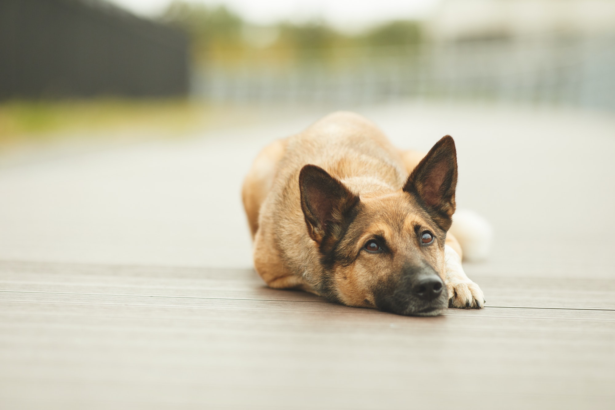 dog-resting-outdoors