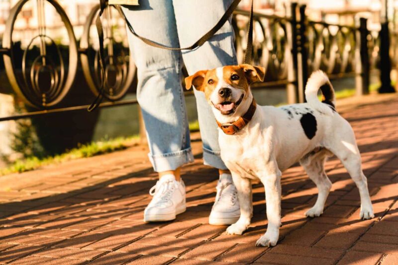 up-pet-care-adoption-cropped-portrait-of-a-little-cu-2023-11-27-05-17-24-utc-800x534